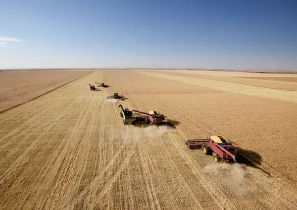 Four Combines in Field — Stock Photo, Image