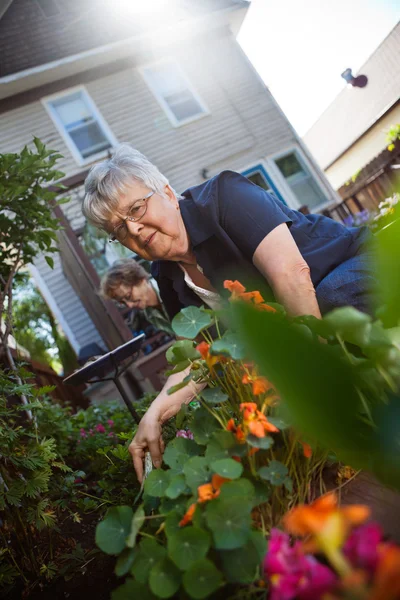 Садоводство для женщин старшего возраста — стоковое фото