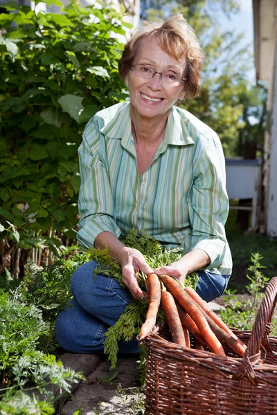 Жінка збирання врожаю моркви — стокове фото