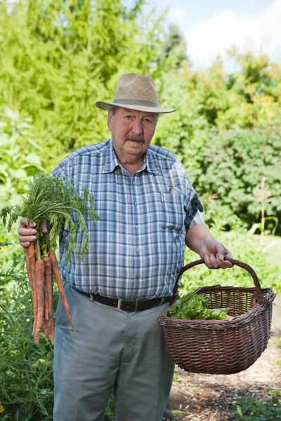 Senior man met mandje met groenten — Stockfoto