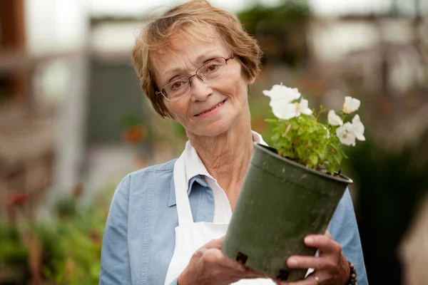Старша жінка тримає горшкову рослину — стокове фото