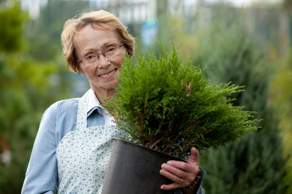 Donna anziana dipendente con arbusto — Foto Stock