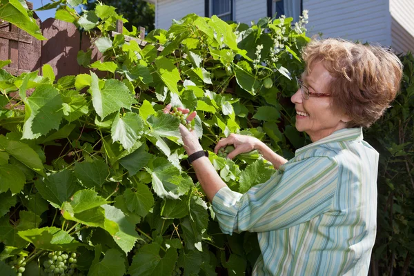 Seniorin inspiziert Trauben im Garten — Stockfoto