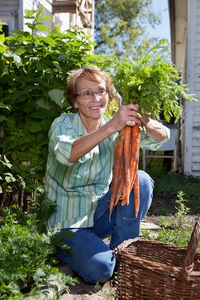 Senior woman holding carrots — Stock Photo, Image