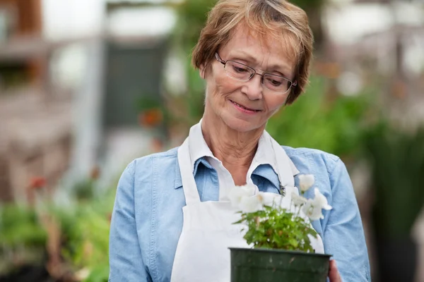 Femme âgée tenant une plante en pot — Photo