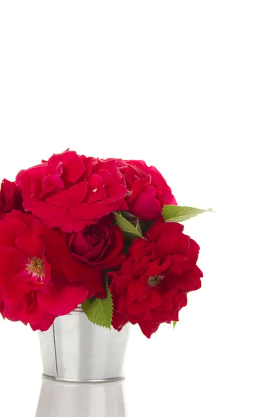 Plechovka růží — Stock fotografie