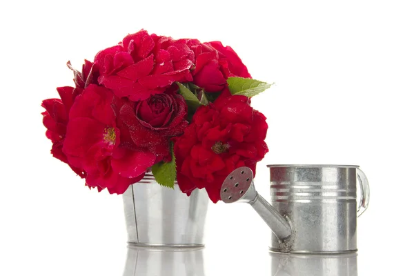 Κουβά με κόκκινα τριαντάφυλλα δίπλα στο πότισμα — Φωτογραφία Αρχείου