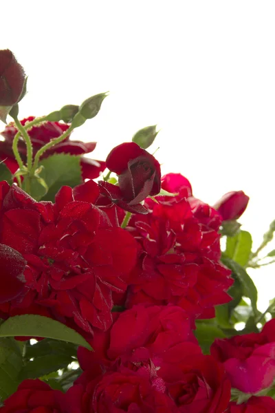 Kırmızı güller — Stok fotoğraf