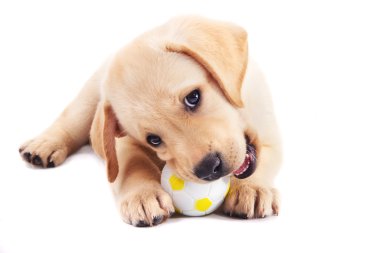 2 month old labrador retriever puppy chewing on a ball