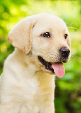 Labrador retriever köpek bahçede