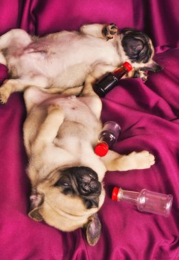 Funny pug after party clipart