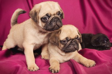 Cute beige pugs clipart