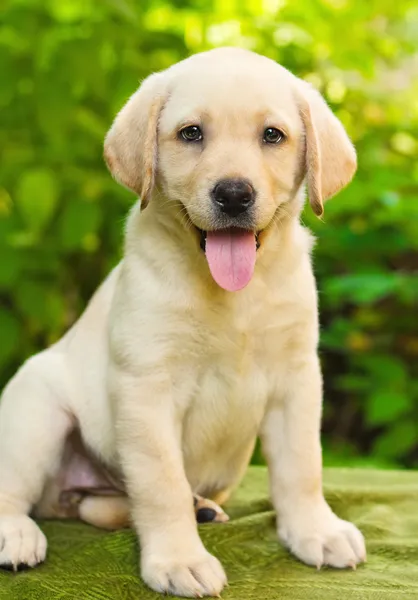 Labradorský retrívr štěně na dvoře — Stock fotografie