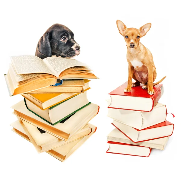 Two puppies posing with books — Stock Photo, Image