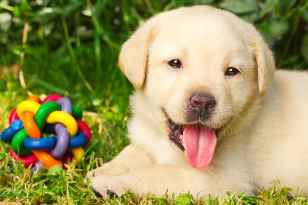 Симпатичный щенок лабрадор-ретривер сидит на траве — стоковое фото
