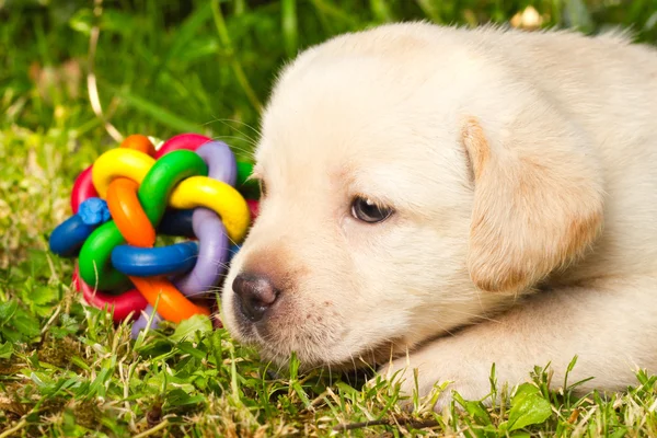 Симпатичный щенок лабрадор-ретривер сидит на траве — стоковое фото