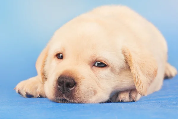 Bonito filhote de cachorro sonolento labrador retriever — Fotografia de Stock