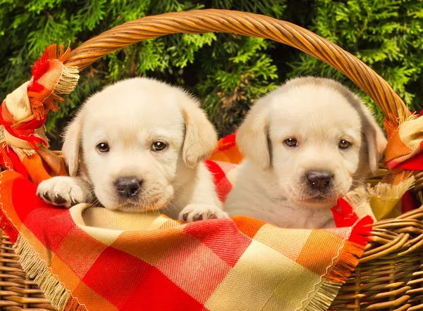 Cute labrador retriever puppies in a picnic basket — Stock Photo, Image