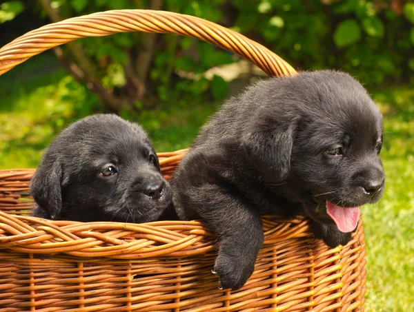 Lindos cachorros labrador retriever en una cesta de picnic — Foto de Stock