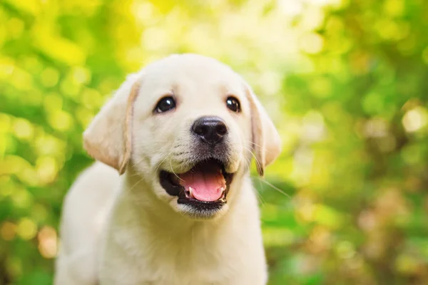Labrador retriever cachorro en el patio —  Fotos de Stock