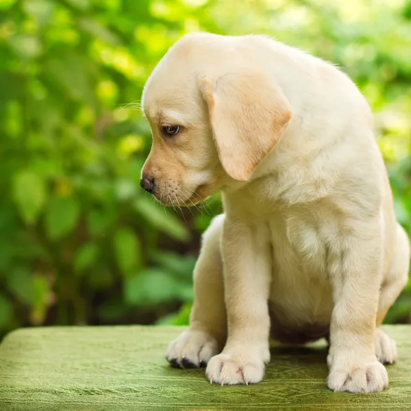 Labradorinnoutaja pentu pihalla — kuvapankkivalokuva