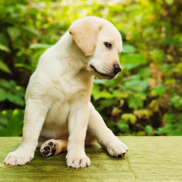 Лабрадор ретривер щенок во дворе — стоковое фото