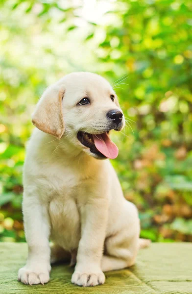 Labradorinnoutaja pentu pihalla — kuvapankkivalokuva