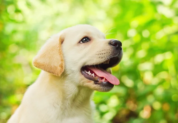 Labrador retriever puppy in the yard — Stock Photo, Image
