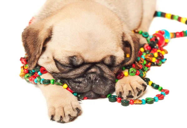 Pug puppy slapenİki kardeş portre — Stockfoto