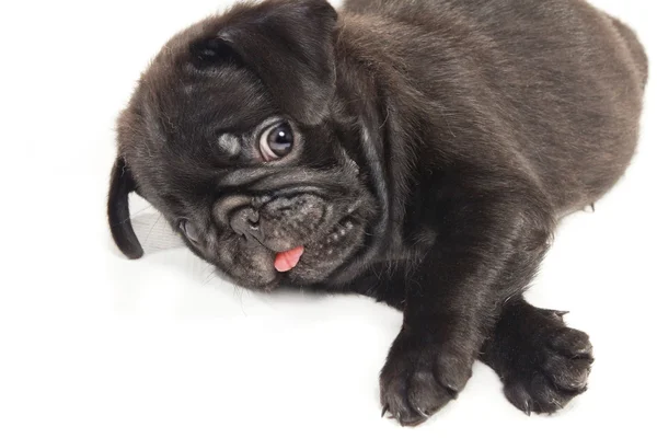 Cute black pug laying on the ground — Stock Photo, Image