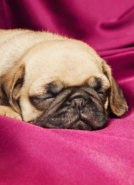Bonito cachorrinho de cachorro sonolento — Fotografia de Stock