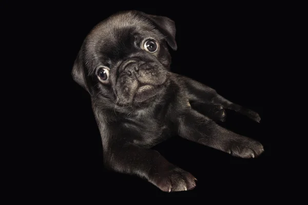 Basso ritratto chiave di un simpatico cucciolo di carlino nero — Foto Stock