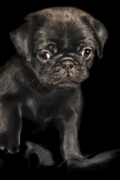 Low key studio retrato de um cachorrinho pug preto bonito — Fotografia de Stock