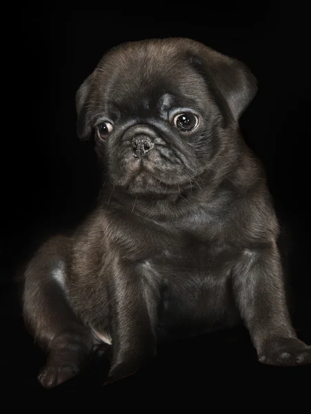 Low key studio portrait of a cute black pug puppy — Stock Photo, Image