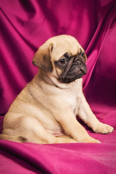 Carino cucciolo di carlino beige — Foto Stock