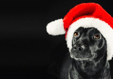 Noel Baba şapkası giyen sevimli siyah köpek