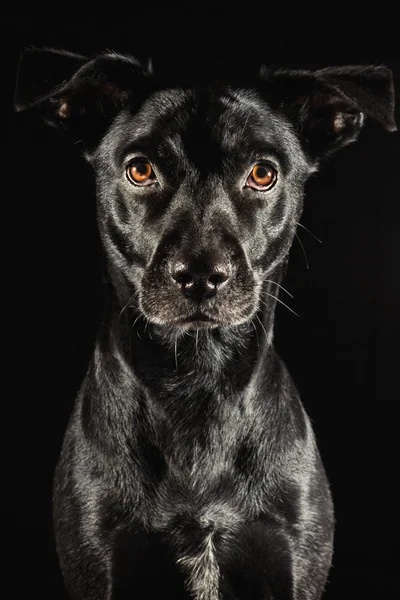 Baixo retrato chave de um cão preto — Fotografia de Stock