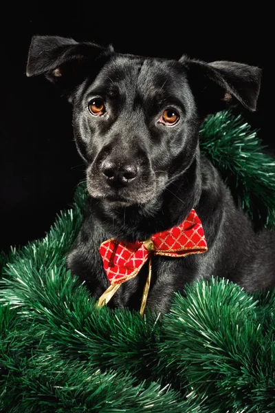 Holiday dog — Stock Photo, Image