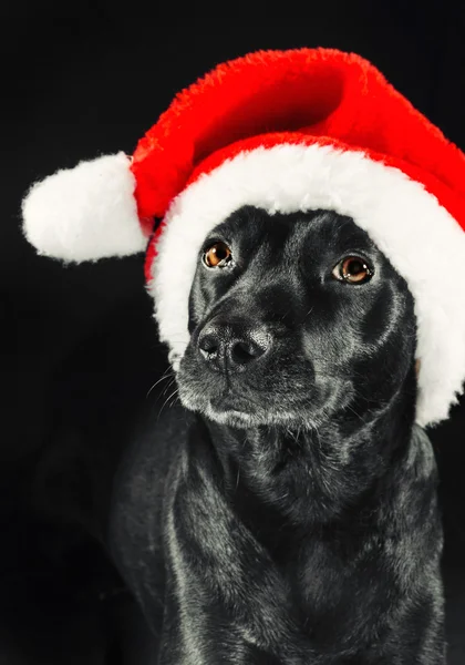 Süßer schwarzer Hund mit Weihnachtsmütze — Stockfoto