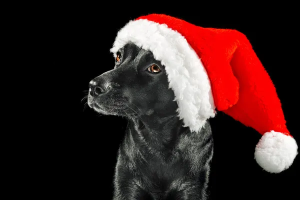 Noel Baba şapkası giyen sevimli siyah köpek — Stok fotoğraf