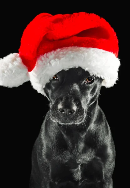 Mignon chien noir portant un chapeau de Père Noël — Photo