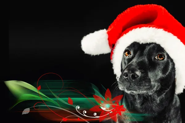 可爱黑色狗狗戴着圣诞老人帽子 — 图库照片