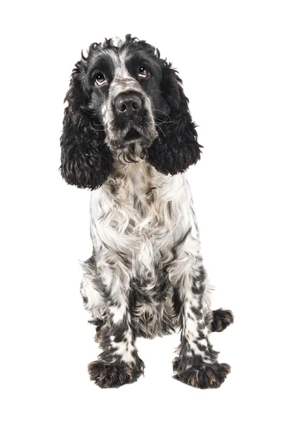 stock image Black and white english cocker spaniel