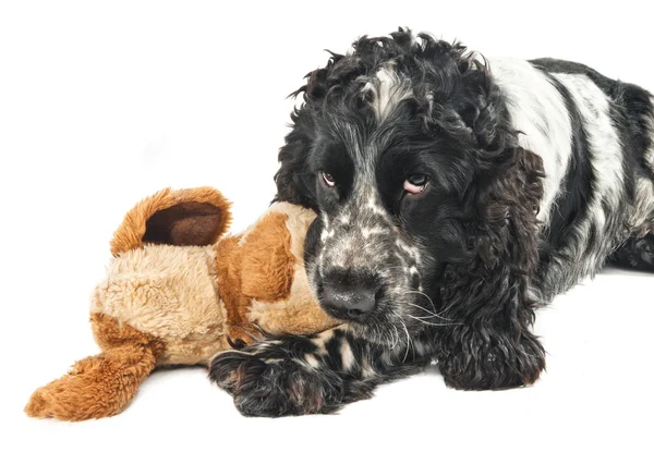 Cute english cocker spaniel playing with a toy — Stock Photo, Image