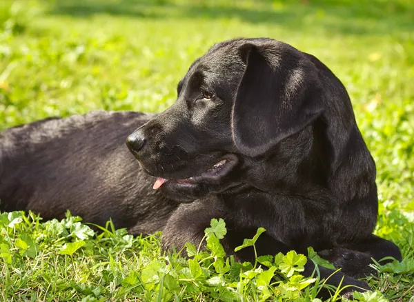 Black Labrador retriever deitado na grama — Fotografia de Stock