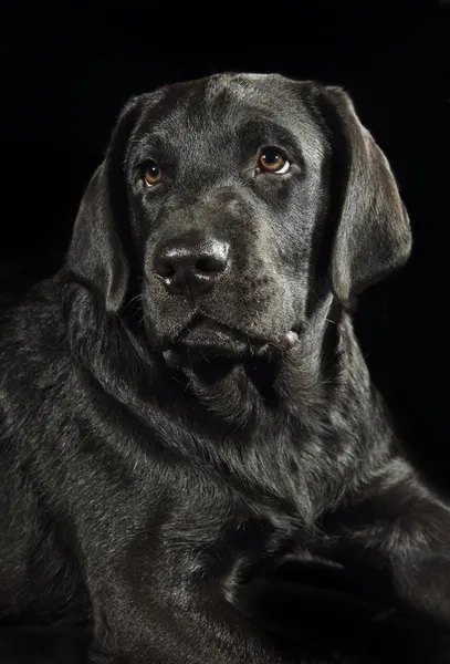 Studio portret van een zwarte labrador retriever — Stockfoto