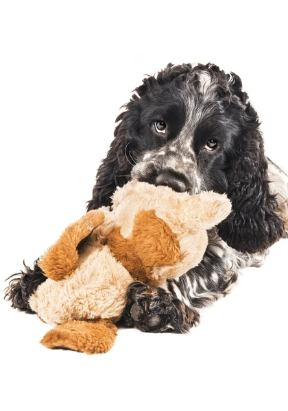 Black and white english cocker spaniel chewing on a toy — Stock Photo, Image
