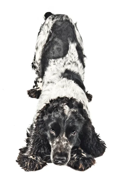 Playfull 黑色和白色英文可卡犬 — 图库照片