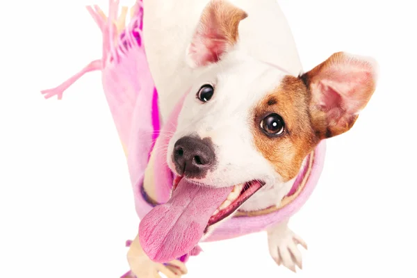 Sød sjov jack russell terrier iført et sjal - Stock-foto