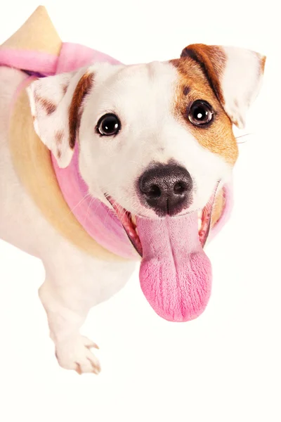 Bonito engraçado jack russell terrier vestindo um xale — Fotografia de Stock
